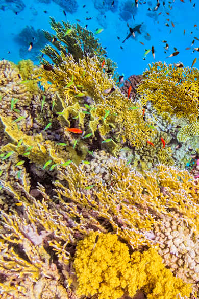 Schule der Fische in desert varnish Garten am Roten Meer