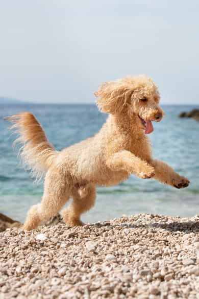 Hund am Strand der Insel Brac, Kroatien.