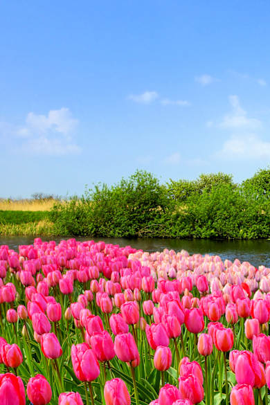 Tulpenfeld am Kanal, Niederlande