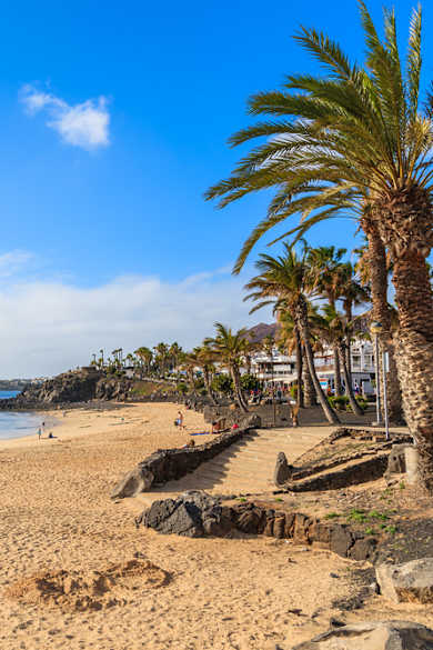Palmen am Playa Flamingo auf Lanzarote