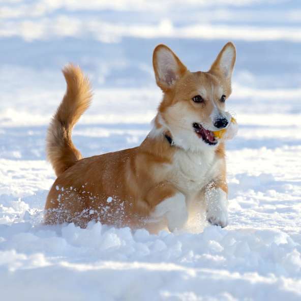Kleiner Hund rennt durch tiefen Schnee und trägt ein Spielzeug im Maul.