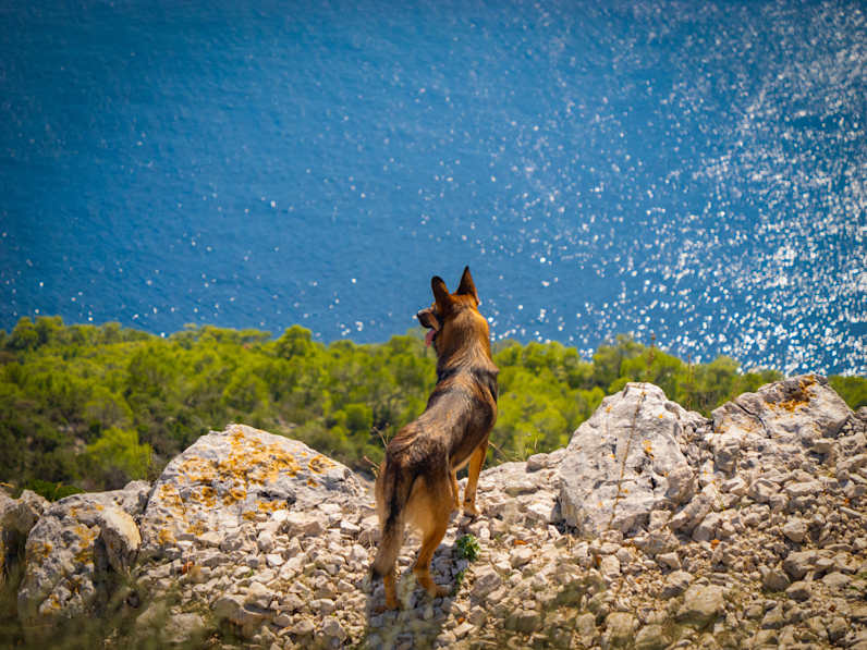 Hund steht auf steiniger Küste, darunter das Meer