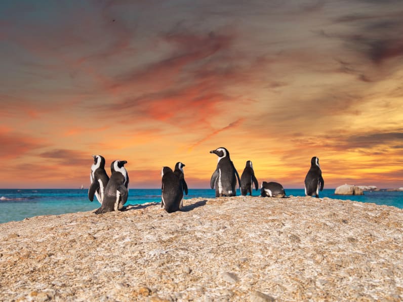 Pinguine in Kapstadt, Südafrika © stock.adobe.com -  Shawn
