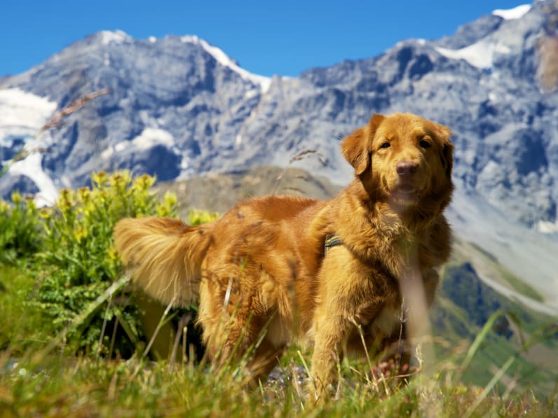 Retriever in den österreichischen Bergen auf einer Almwiese mit Felsen © iStock.com/Rene Notenbomer