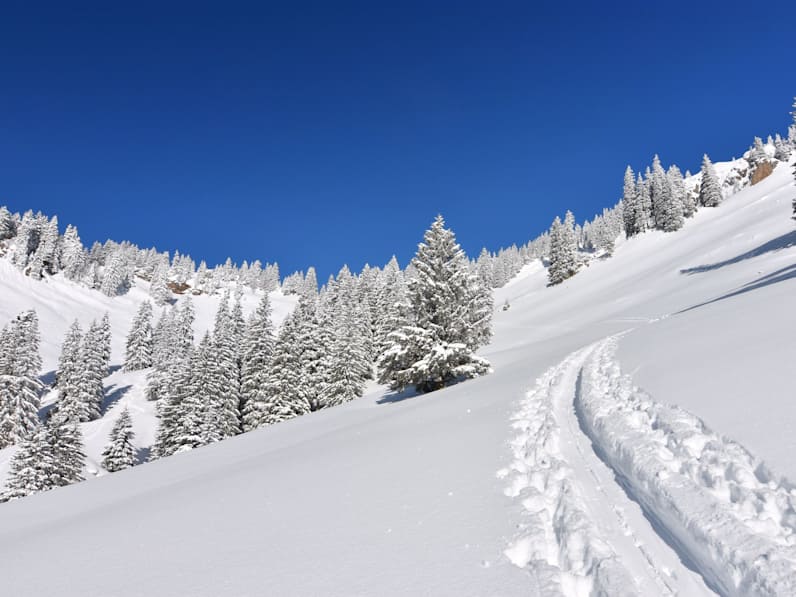 Schneelandschaft mit Bäumen und Wanderpfad im Allgäu