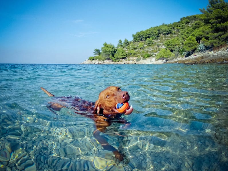 Pitschnass und glücklich – am Hundestrand dürfen sich die Vierbeiner richtig austoben. © ID stock photography / stock.adobe.com