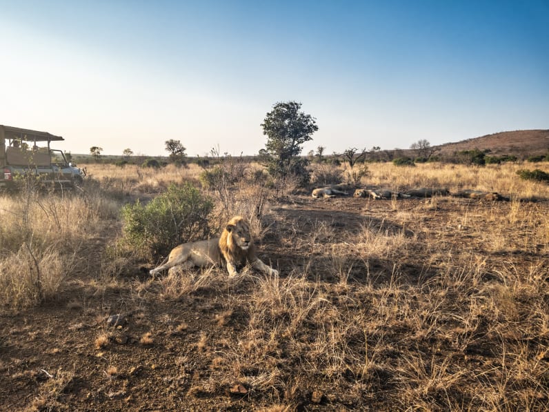 Ein Safari-Jeep fährt an einer Gruppe liegender Löwen vorbei.