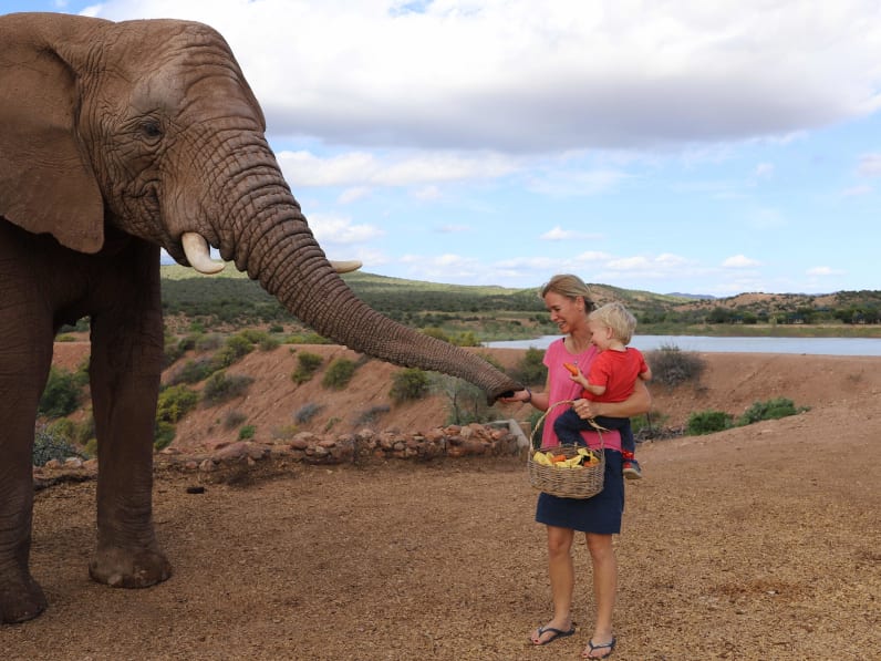 Eine Frau füttert mit ihrem Kind auf dem Arm einen Elefanten in Südafrika.