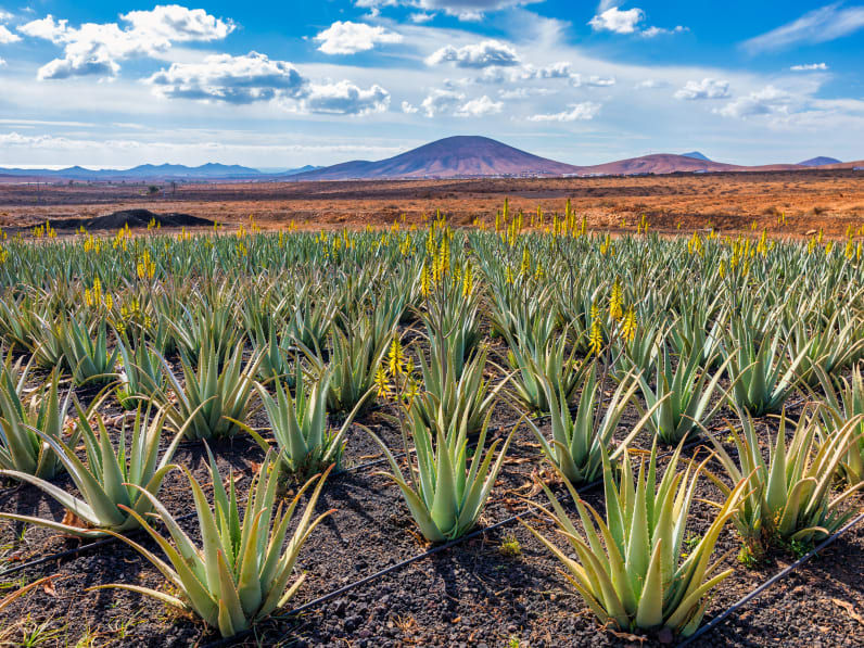 Fuerteventura bietet Dir weite Aloe Vera Felder