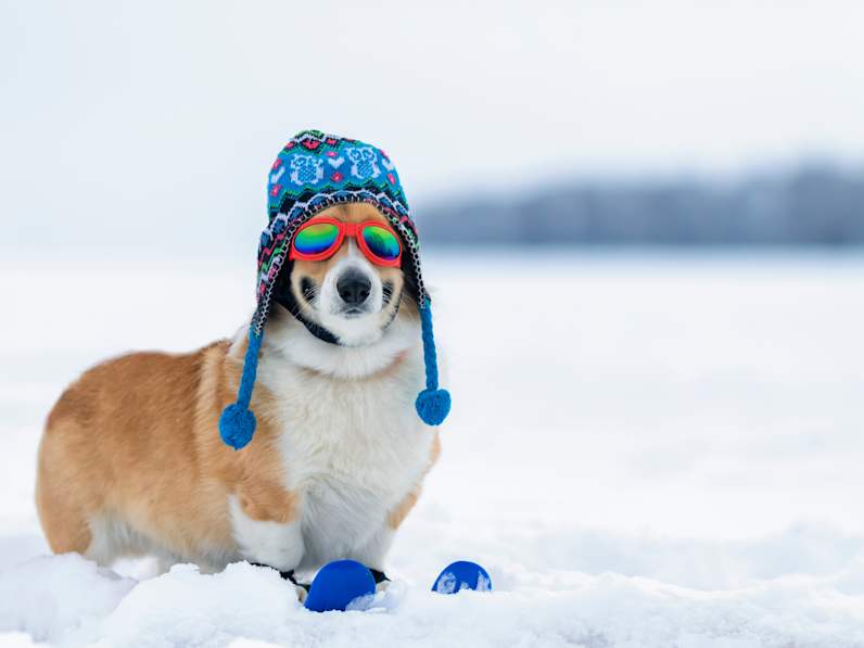 Ein Hund hockt auf zwei Skiern im Schnee. Er trägt eine Wollmütze und eine Sonnenbrülle.