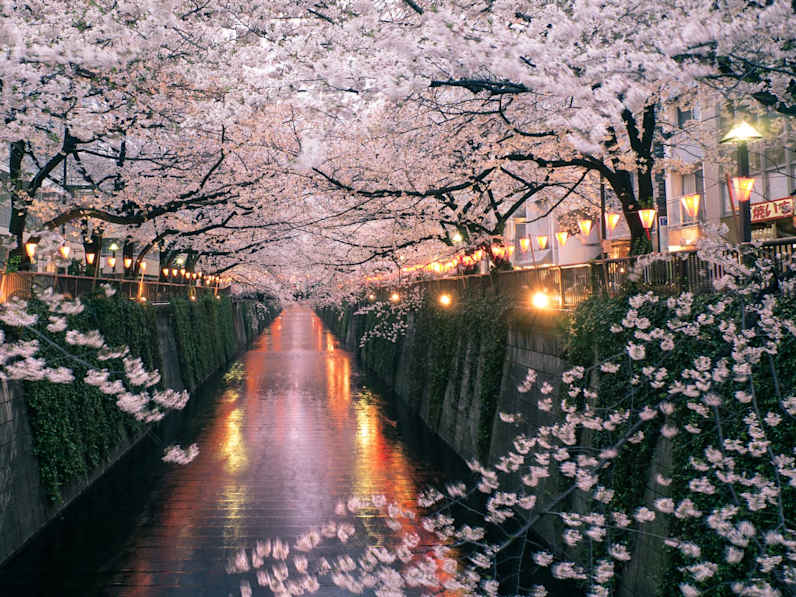Meguro Fluss während der Kirschblütenzeit in Tokio, Japan.