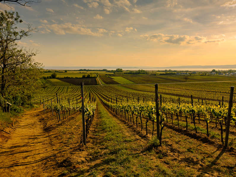 Die Region um Podersdorf © dina - stock.adobe.com