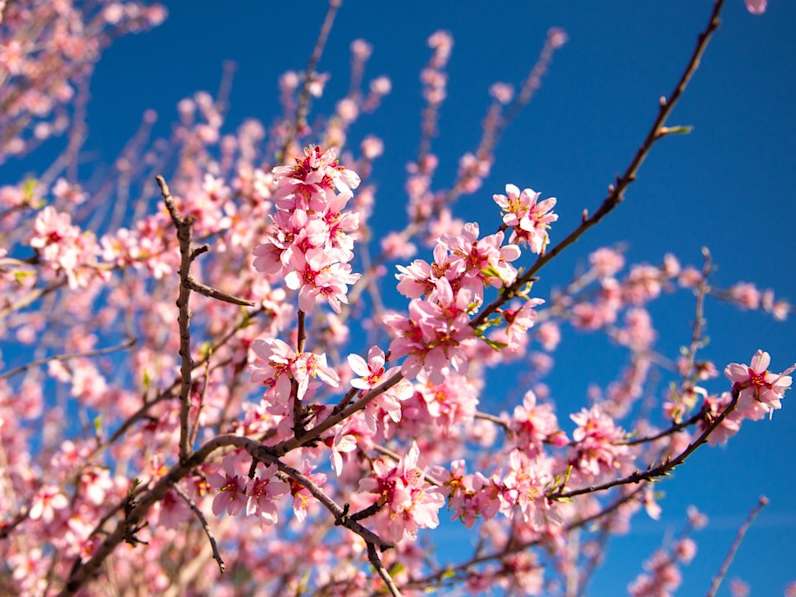 Die Mandelblüte ab Januar ist ein besonderes Naturschauspiel auf Mallorca und den Kanaren. © iStock via Getty/Torsten Eismann