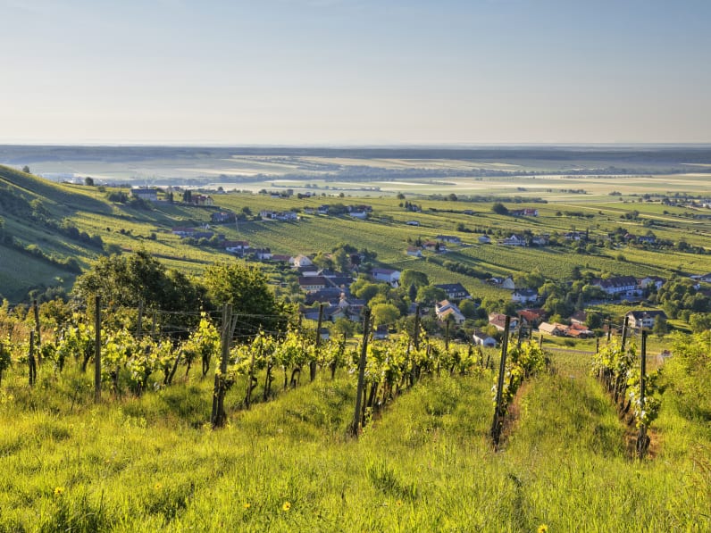 Weinfelder in Oberwart, Burgenland, Österreich