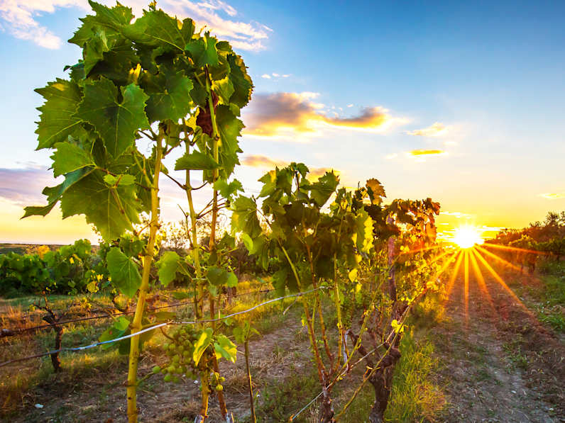 Sonnenuntergang an einem Weinberg in Istrien, Kroatien