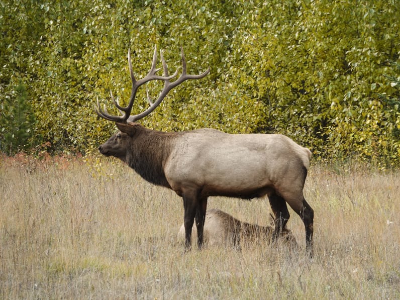 Elk mit Kalb auf einer Wiese