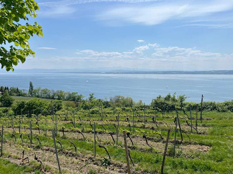 Panoramablick über die Weinreben auf den Bodensee © Nathalie Krieg