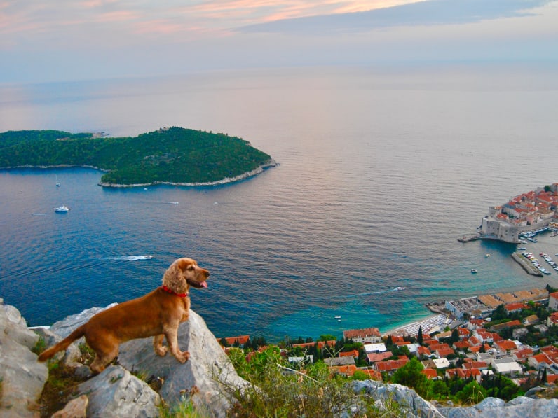 Hund blickt über Dubrovnik, Kroatien