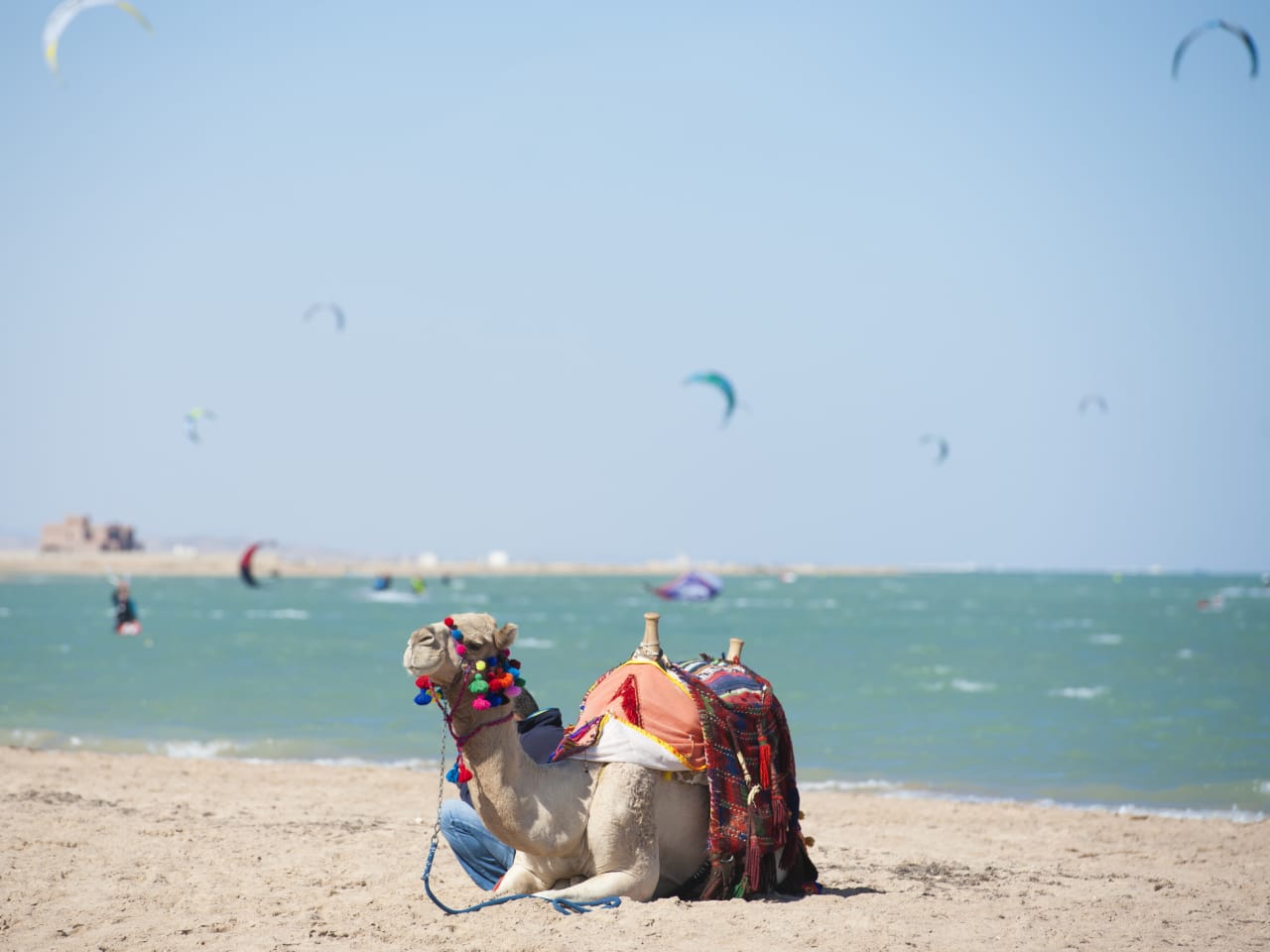 Dromedarkamel am ägyptischen Strand im Sommer mit Kitesurfern im Hintergrund © iStock.com/PaulVinten