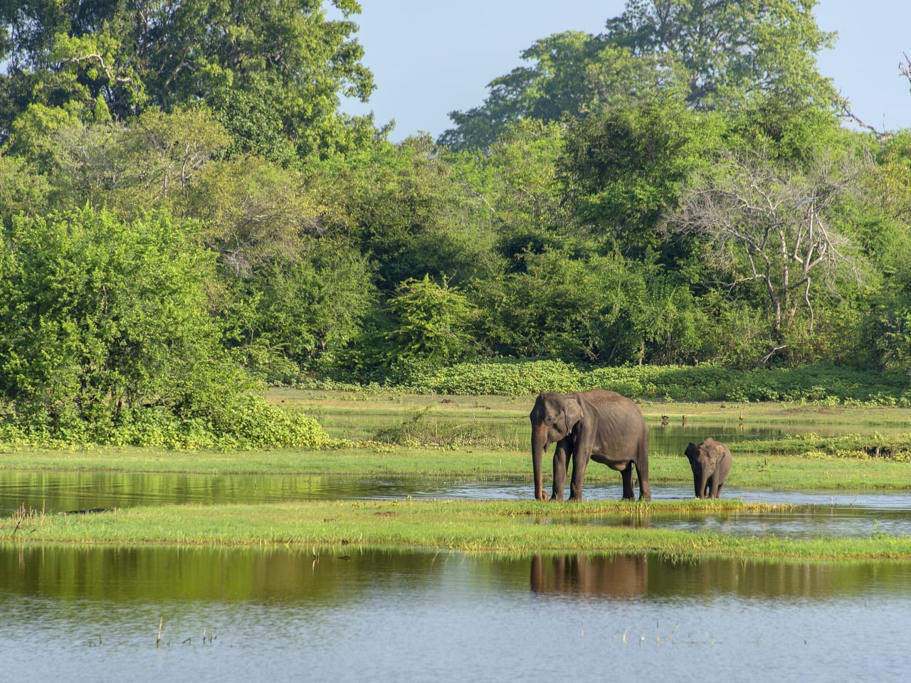 Elefanten in Nationalpark © FrankvandenBergh/E+ via Getty Images
