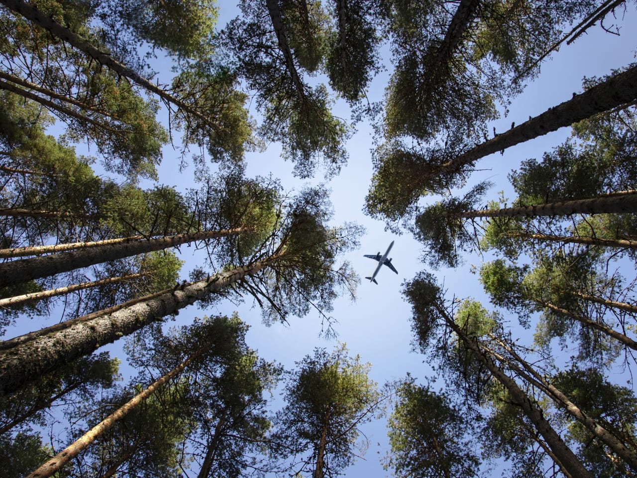 Flugzeug fliegt über Baumwipfel © Tsvetomir Hristov/Moment via Getty Images