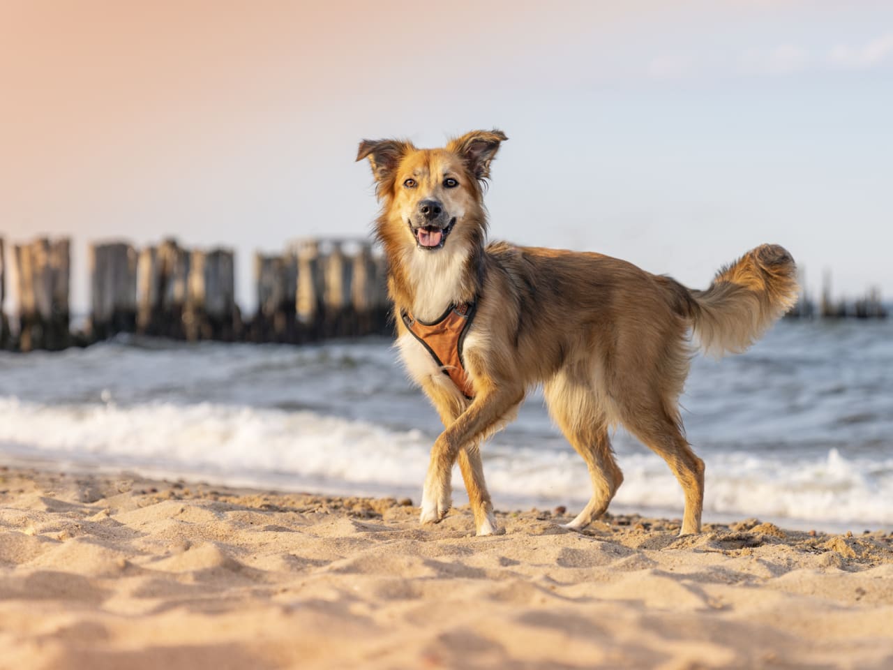 Hund am Strand ©Anita Kot/Moment via Getty Images