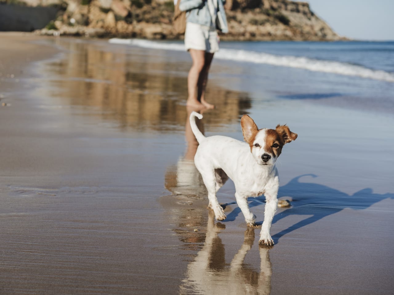 Hund am Strand ©Westend61/Westend61 via Getty Images