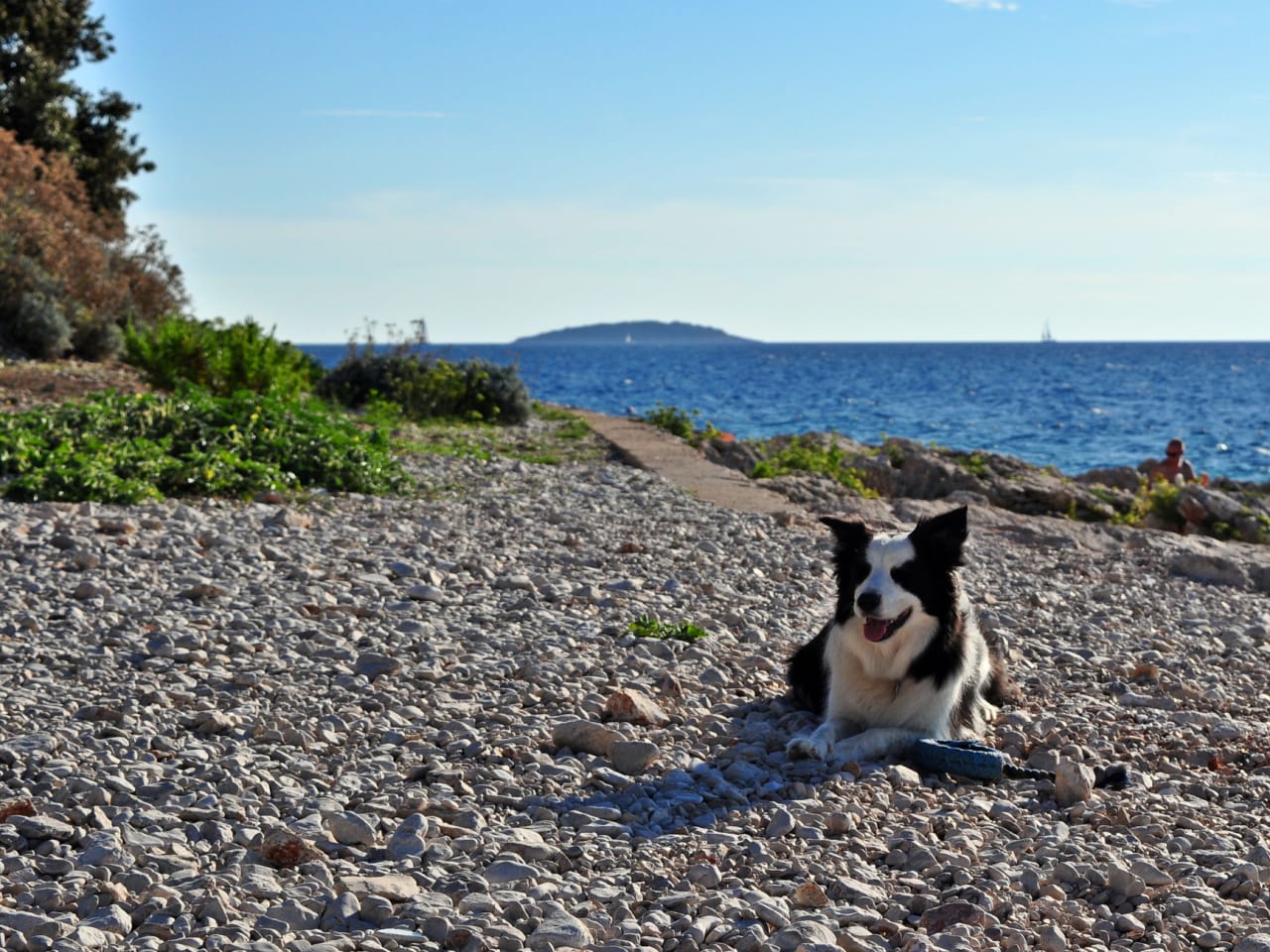 Hund am Kiesstrand ©kacege photography/Moment via Getty Images