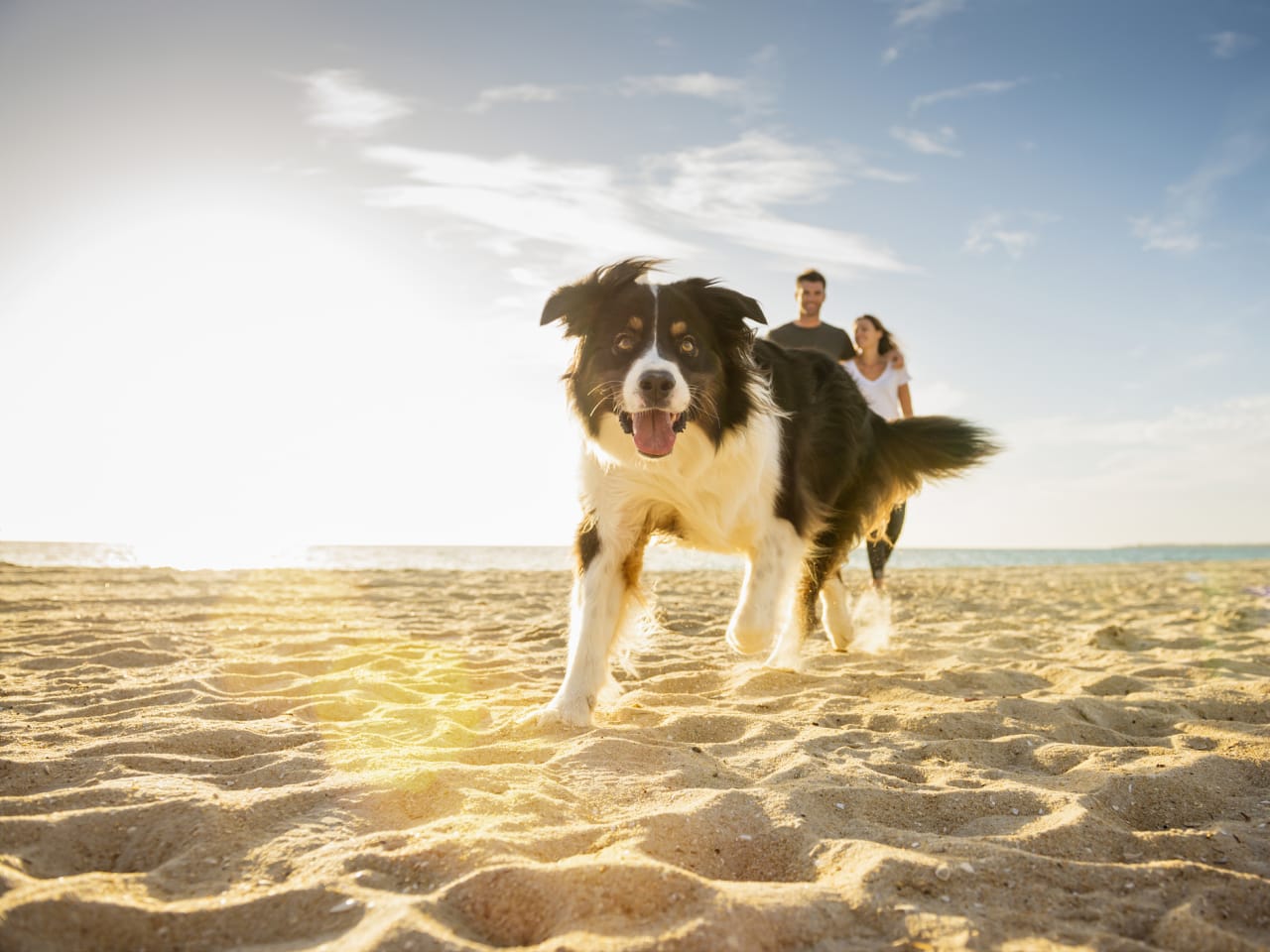 Hund am Strand in Italien © Jacobs Stock Photography Ltd/DigitalVision via Getty Images