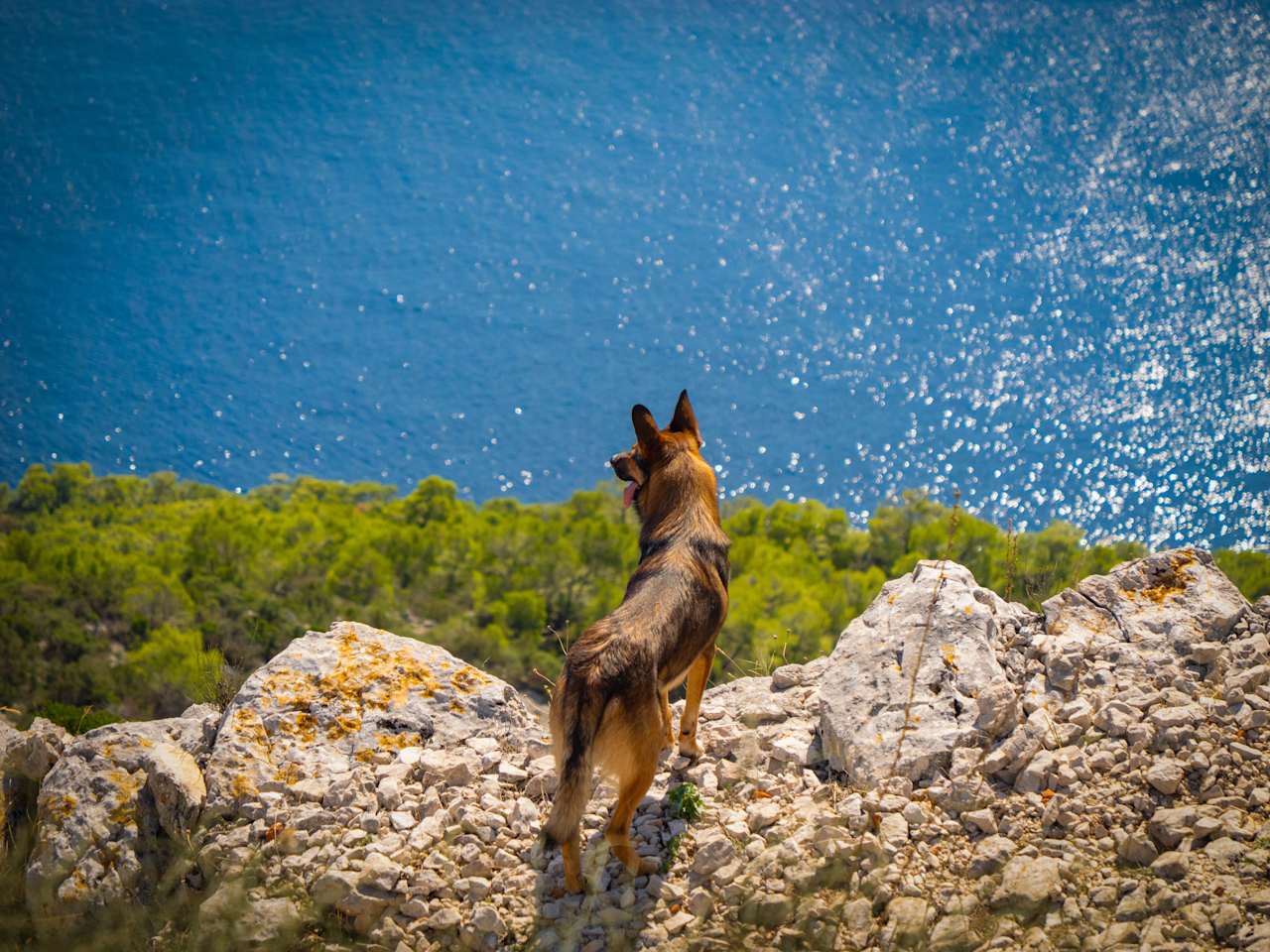 Hund steht auf steiniger Küste, darunter das Meer