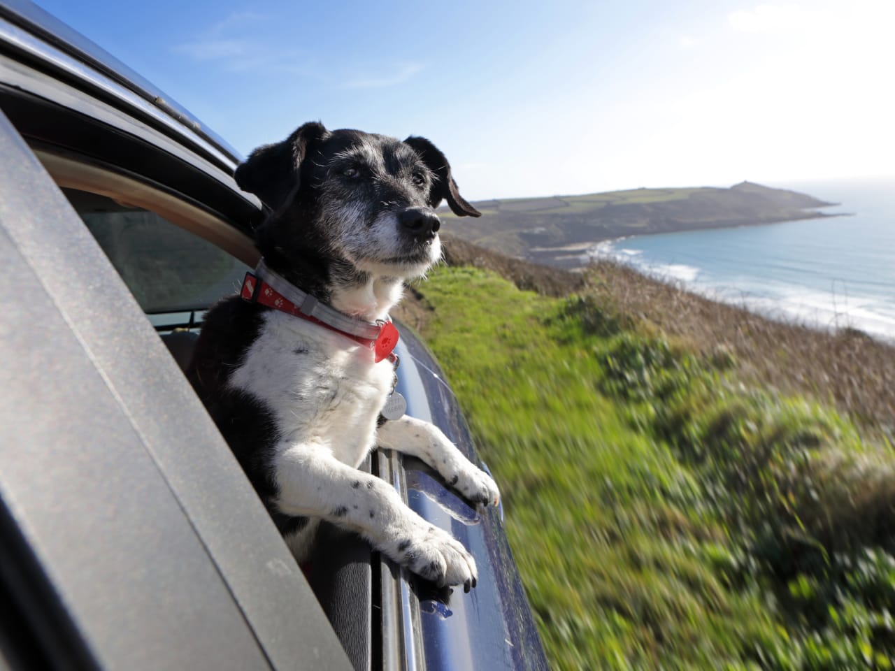 Hund in Auto, Frankreich © Peter Cade/Stone via Getty Images