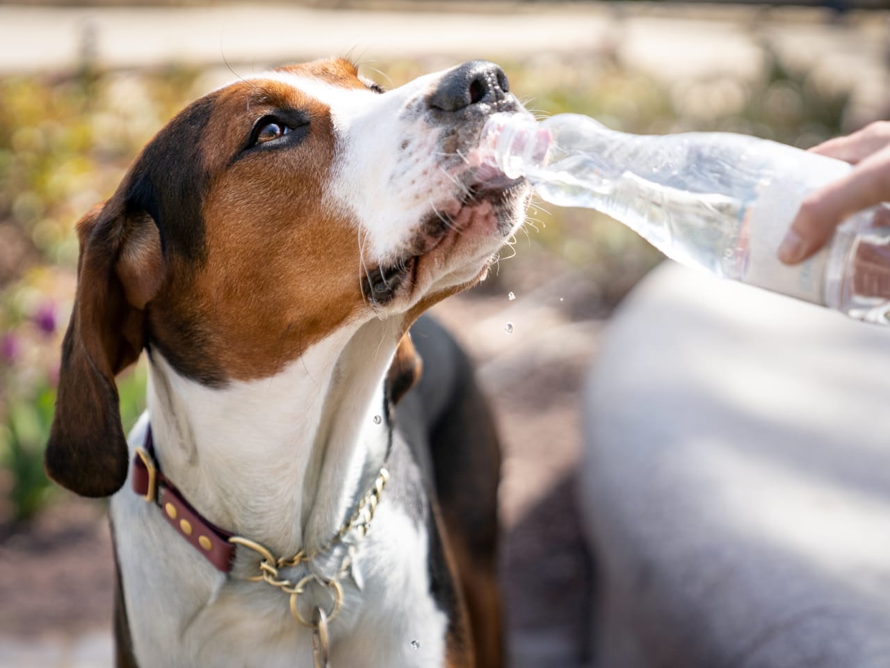 Hund trinkt aus Wasserflasche © Anita Kot/Moment via Getty Images