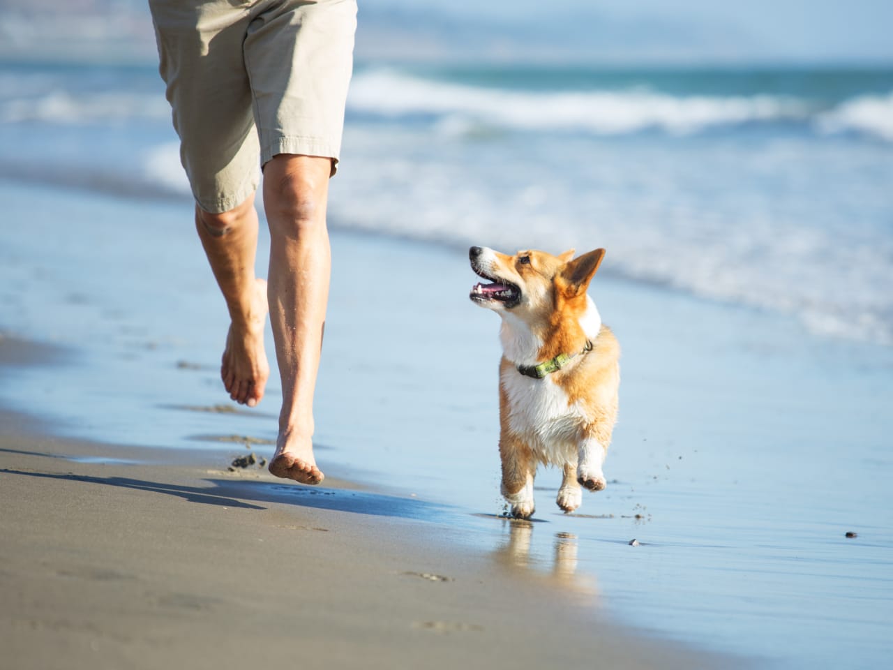 Hund und Mann rennen am Strand © Purple Collar Pet Photography/Moment via Getty Images