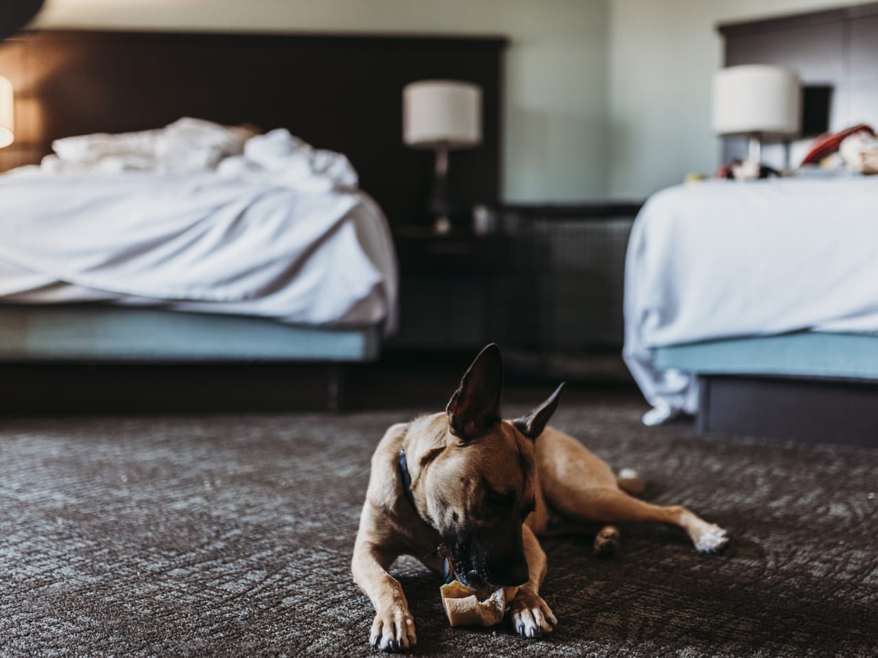 Hund zwischen Hotelbetten © Cavan Images/Cavan via Getty Images