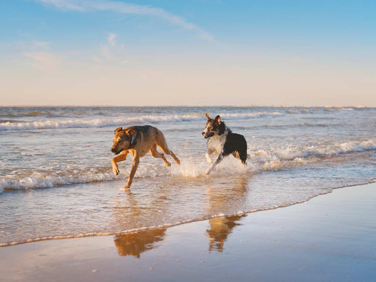 Hunde am Strand, Niederlande ©Fenne/iStock / Getty Images Plus via Getty Images
