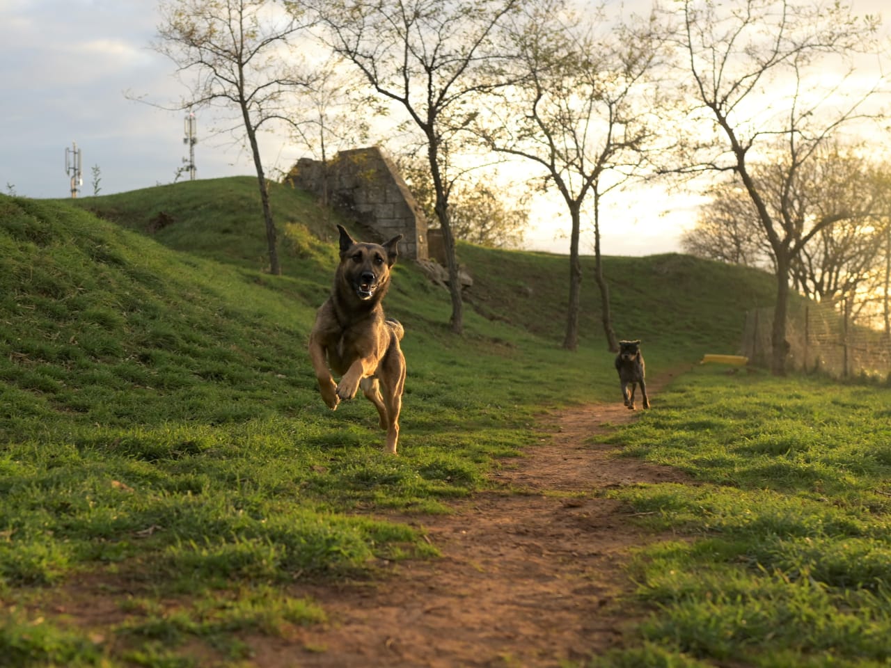 Hunde haben Spaß in Kroatien © Aaron Daniel Baeza Cerriteno / 500px via Getty Images
