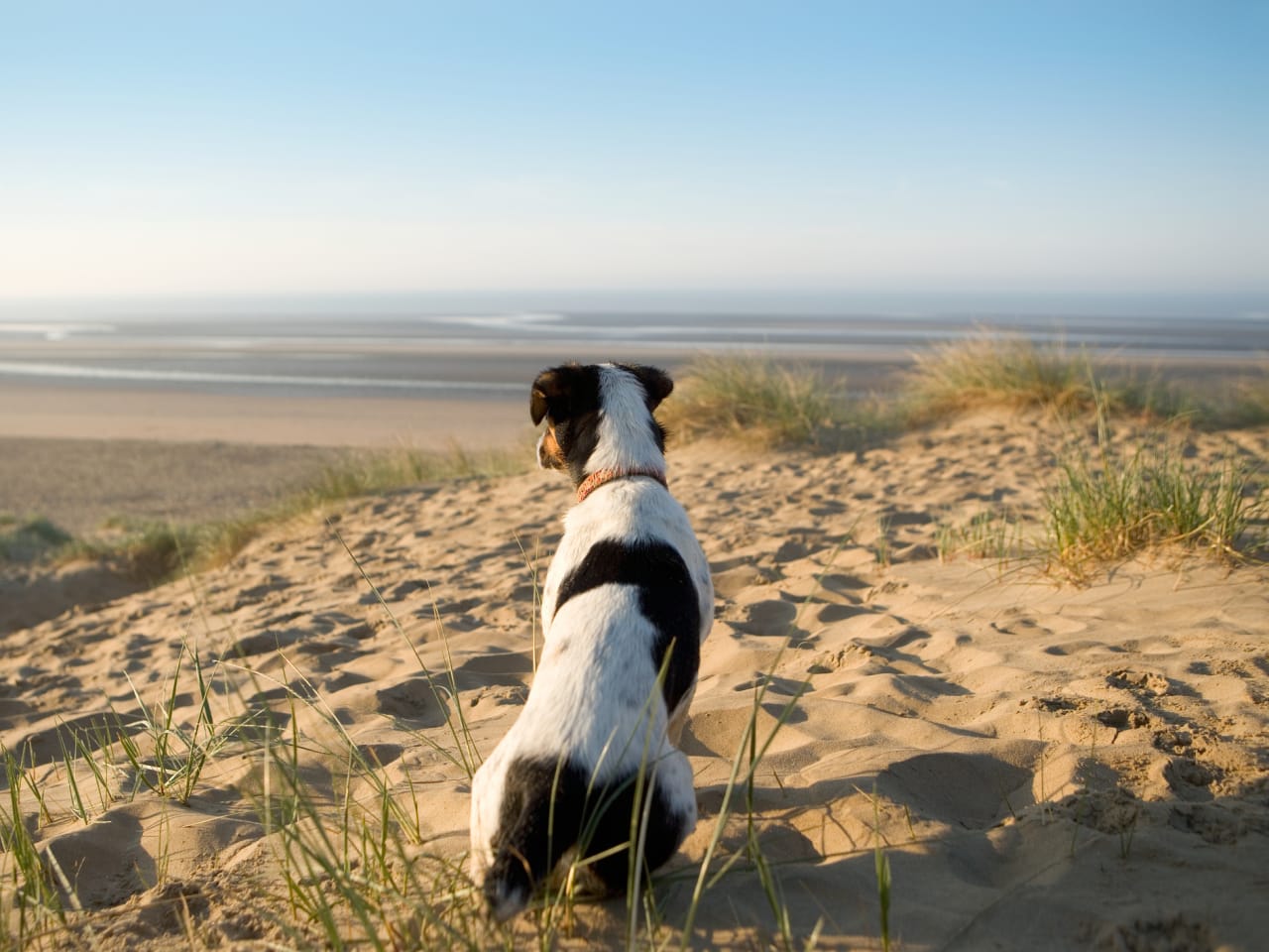 Jack Russell Terrier am Strand ©Tim Platt/DigitalVision via Getty Images