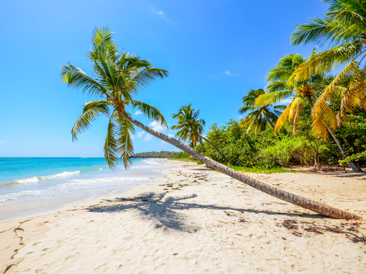 Palme am Strand, Martinique