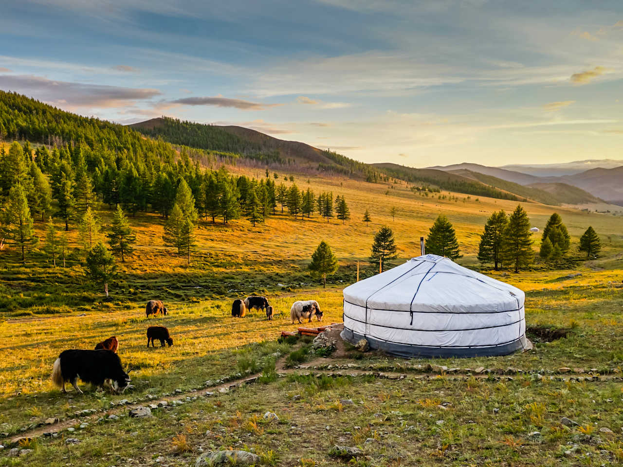Eine Jurte in einer hügeligen Steppenlandschaft. Davor weiden Kühe.