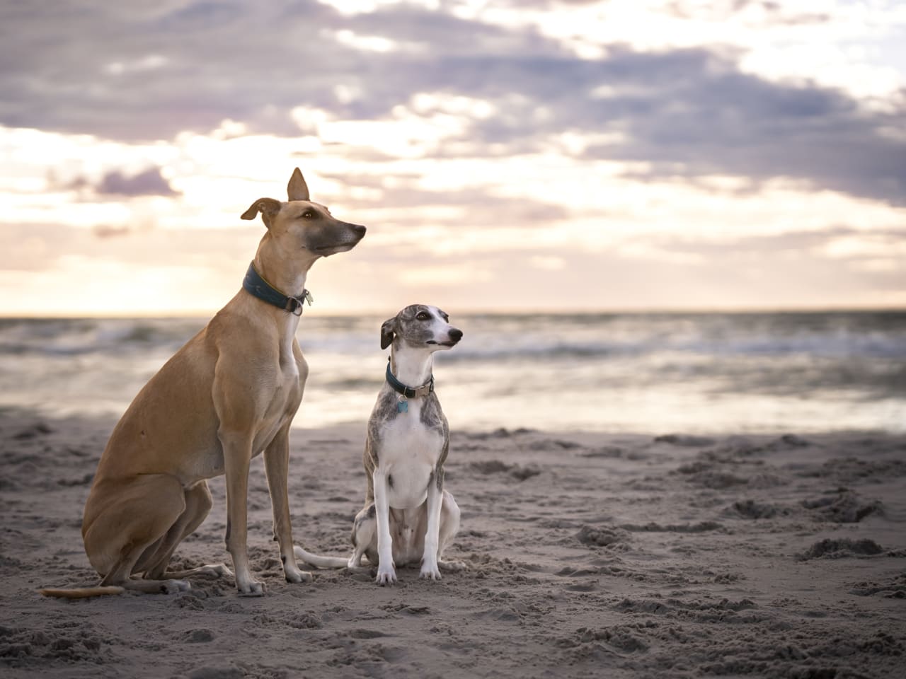 Zwei Hunde am Strand © Anita Kot/Moment via Getty Images