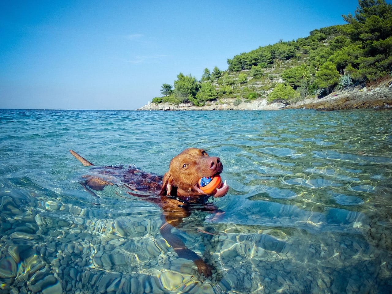 Pitschnass und glücklich – am Hundestrand dürfen sich die Vierbeiner richtig austoben. © ID stock photography / stock.adobe.com