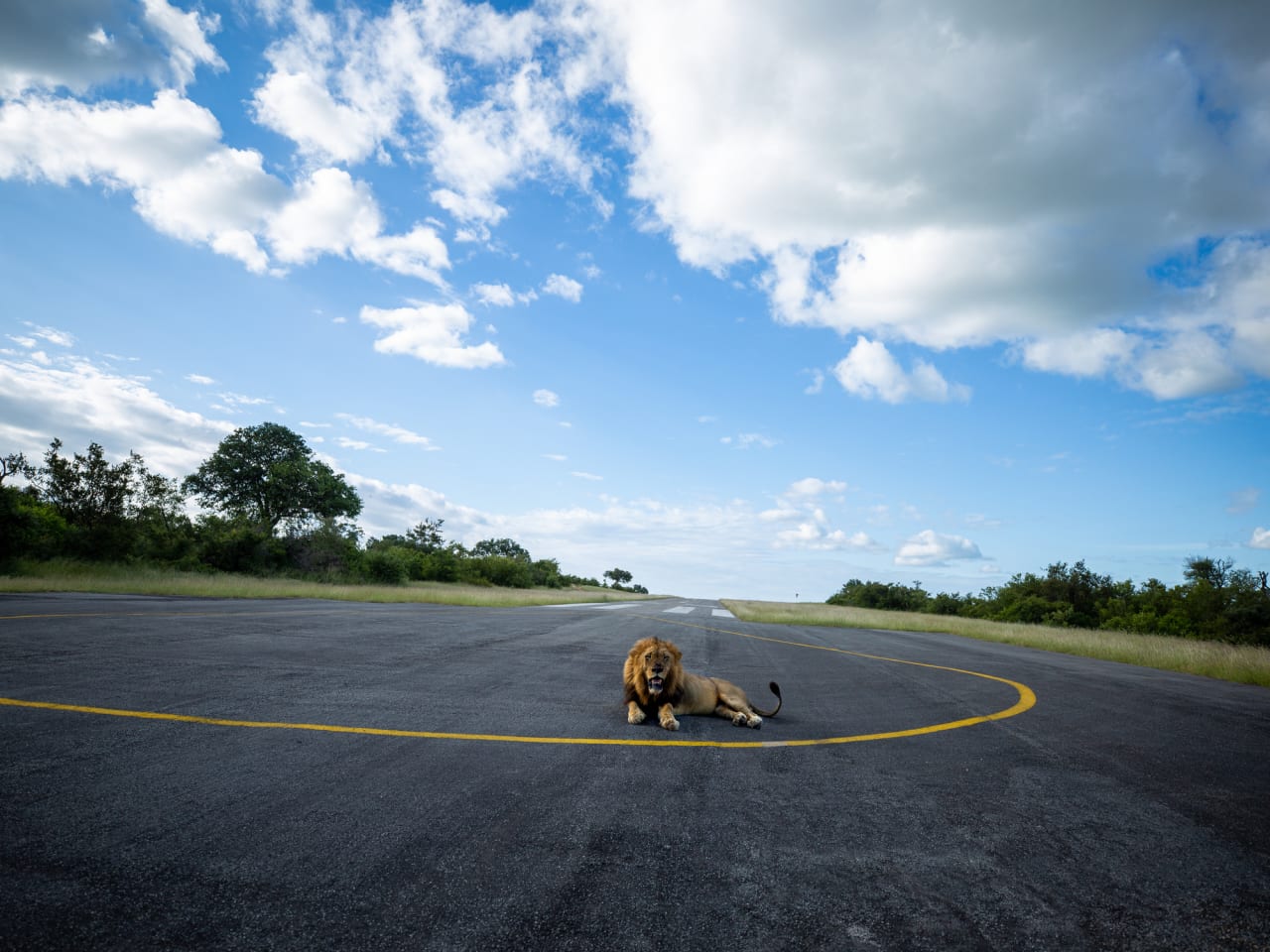 Ein Löwe liegt mitten auf einer Landebahn. © Mint Images/Mint Images RF via Getty Images