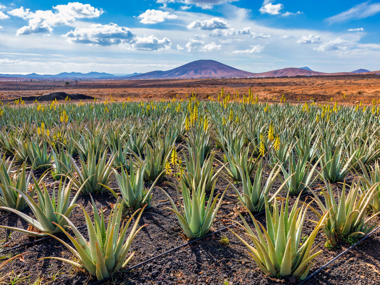 Fuerteventura bietet Dir weite Aloe Vera Felder