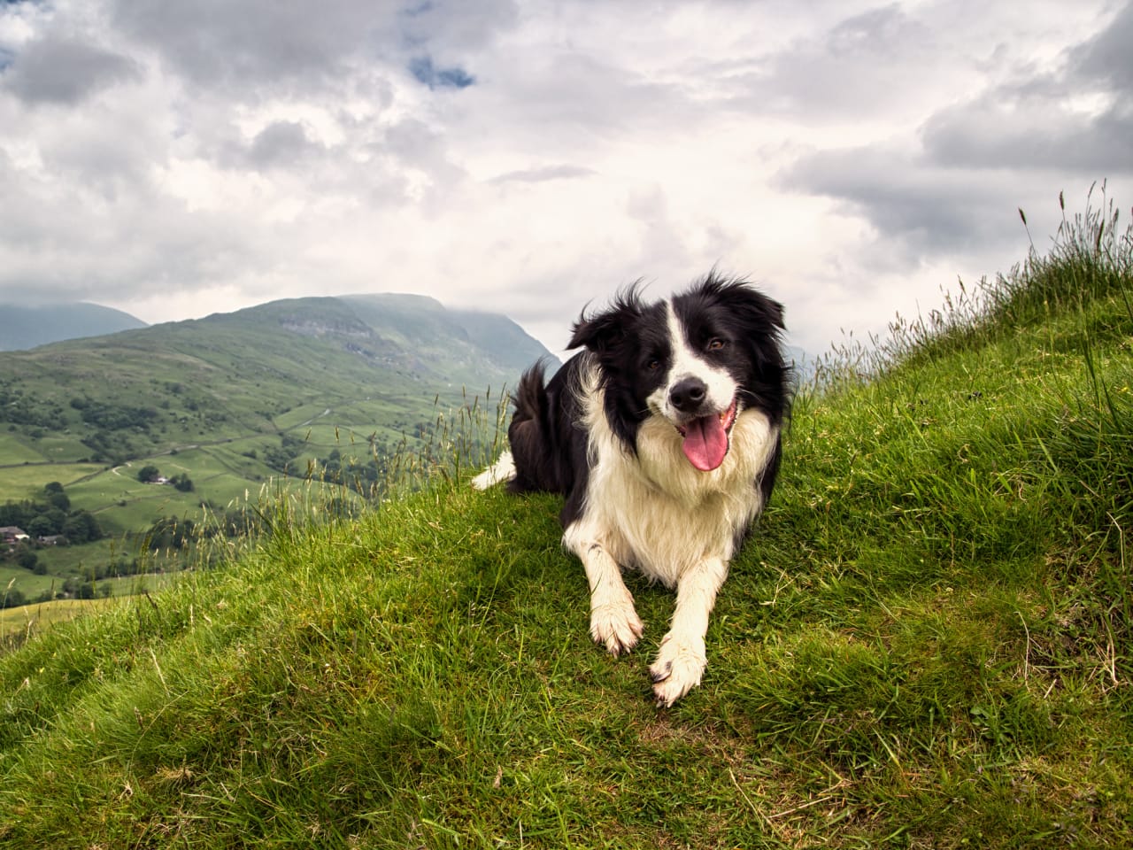 glücklicher Hund in Deutschland © AlanSheers/iStock / Getty Images Plus via Getty Images