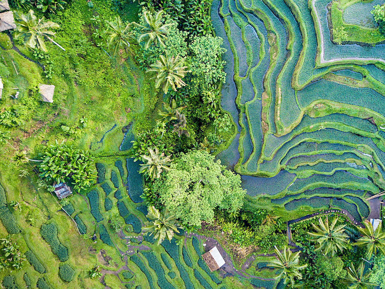 Blick aus der Vogelperspektive auf die Reisterasse auf Bali.