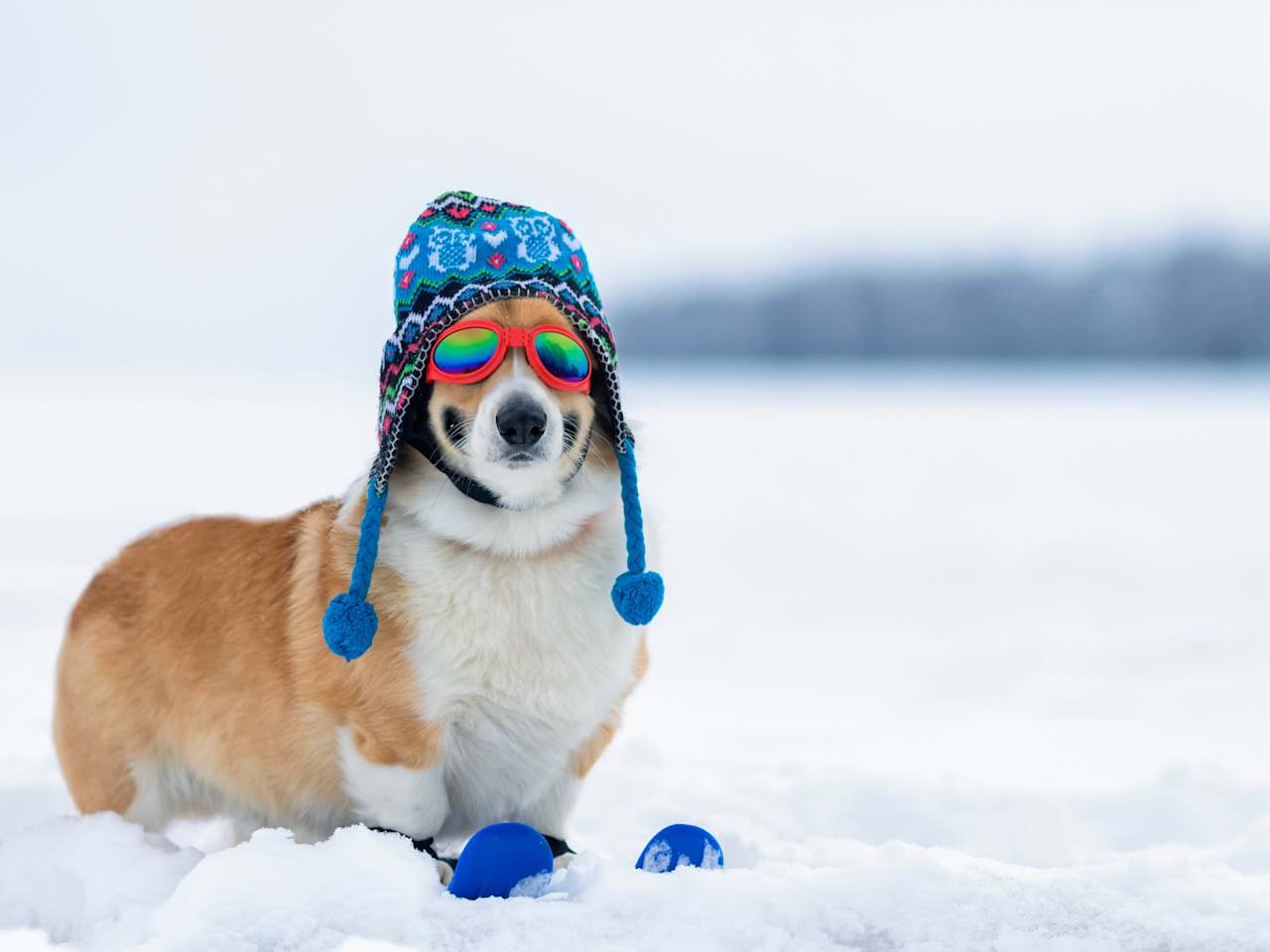 Ein Hund hockt auf zwei Skiern im Schnee. Er trägt eine Wollmütze und eine Sonnenbrülle.