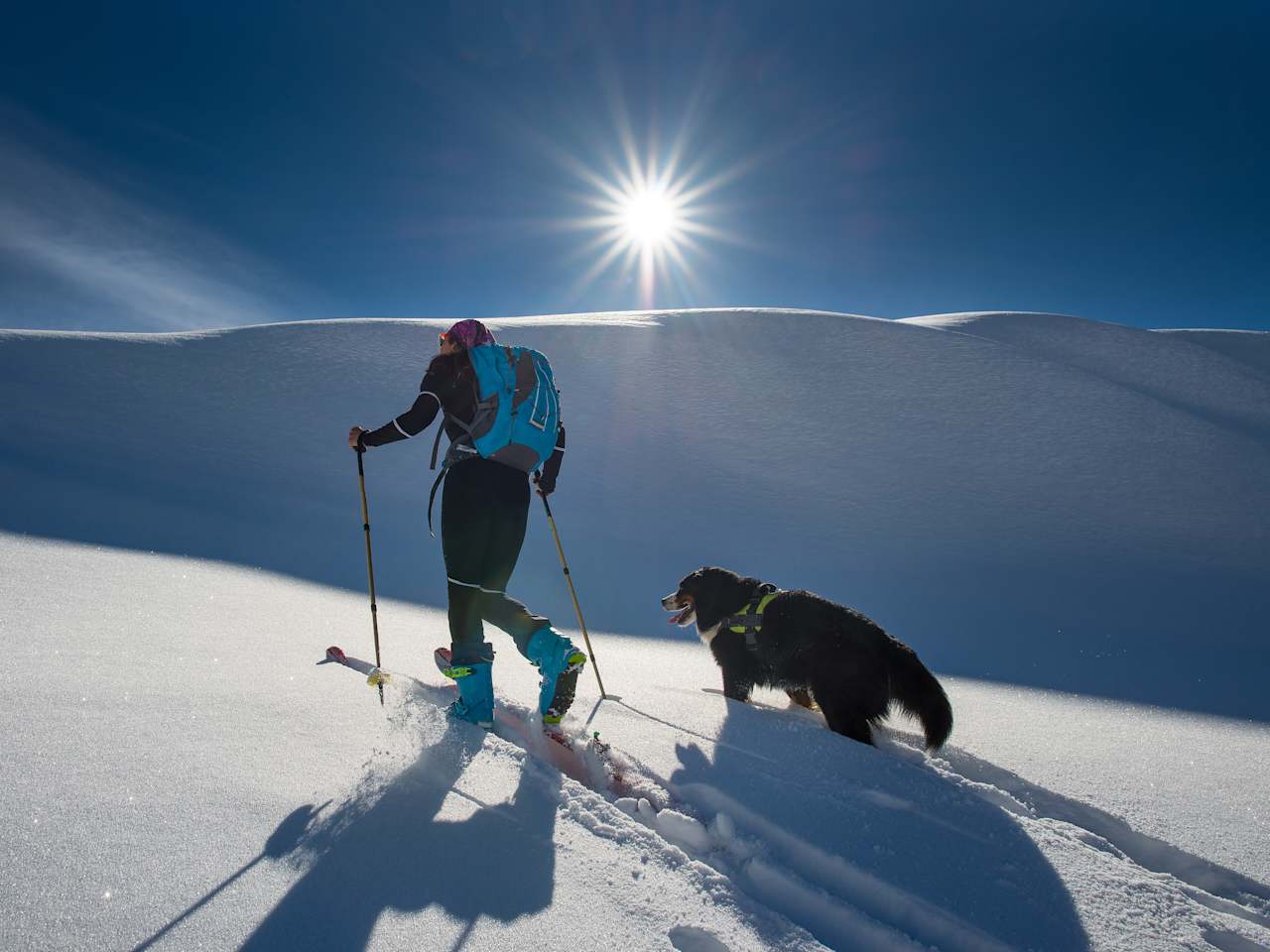 Ein Hund läuft neben einem Mann auf Skiern.