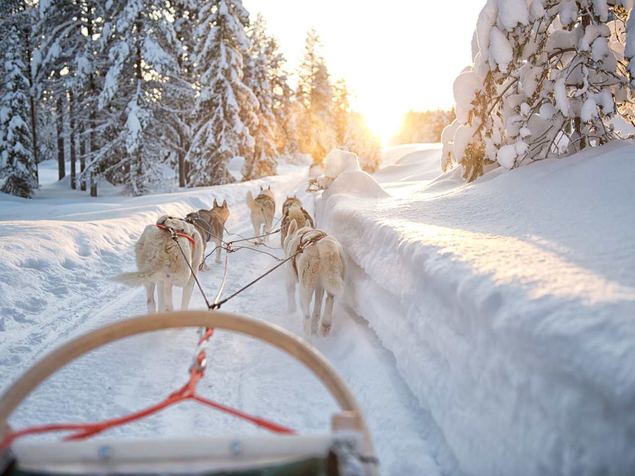 Ein Wagen wird von Huskys durch eine verschneite Landschaft gezogen
