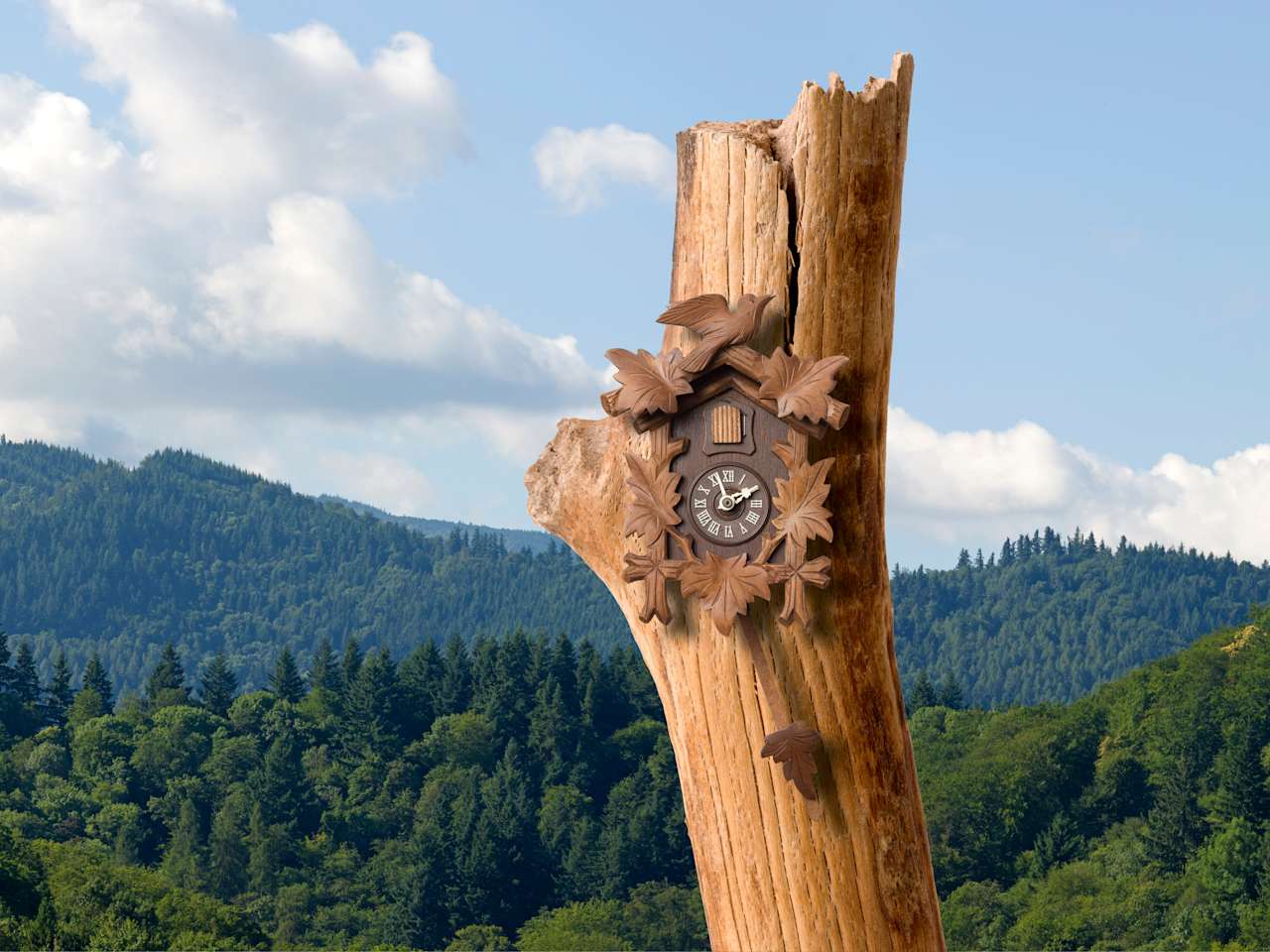 Eine Kuckucksuhr im Schwarzwald © C. Schüßler – stock.adobe.com