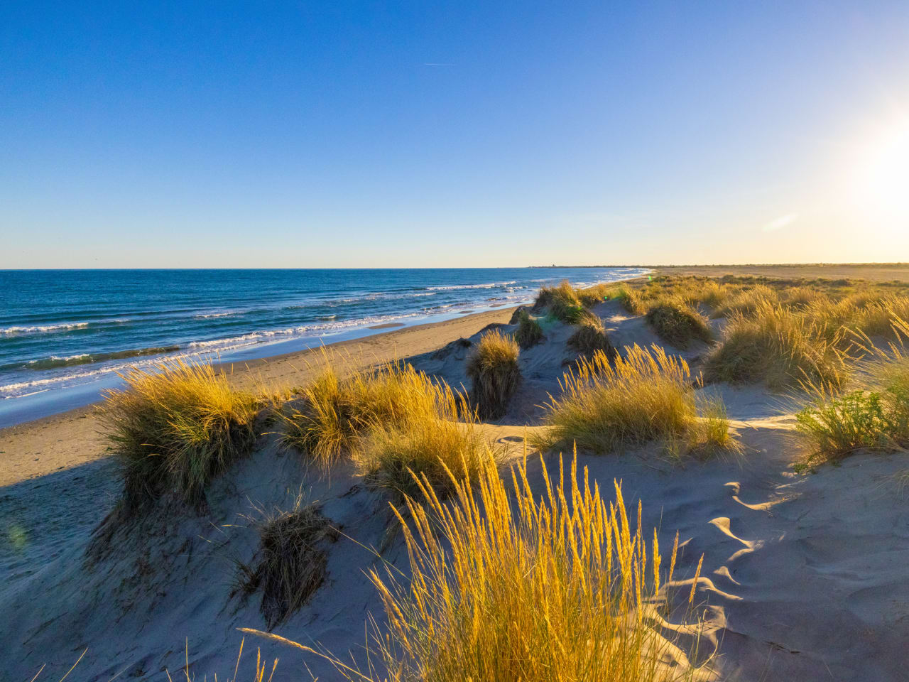 Marramgras wächst am Meeresufer am Strand. © SimonSkafar/iStock / Getty Images Plus via Getty Images